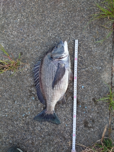 クロダイの釣果