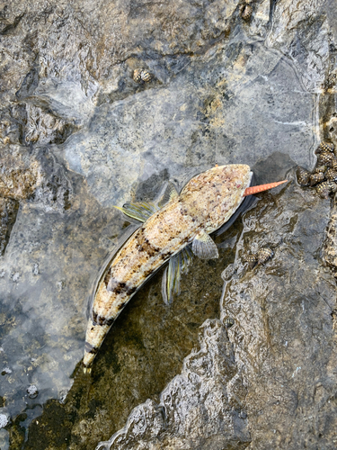 マダラエソの釣果