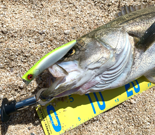 シーバスの釣果