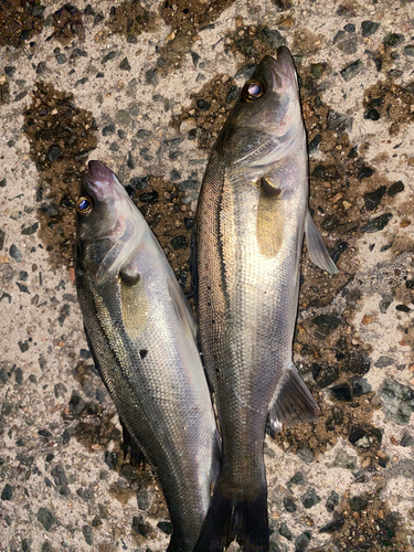 セイゴ（マルスズキ）の釣果