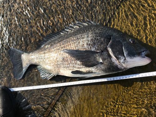 チヌの釣果