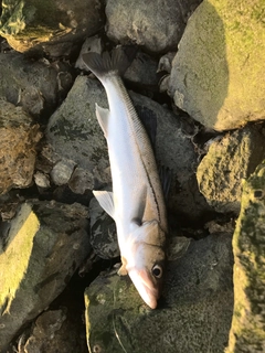 セイゴ（マルスズキ）の釣果