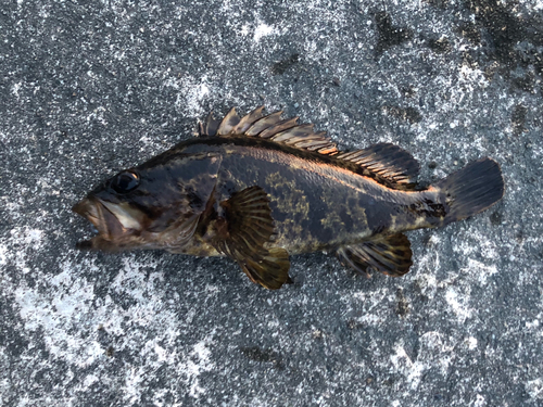 タケノコメバルの釣果