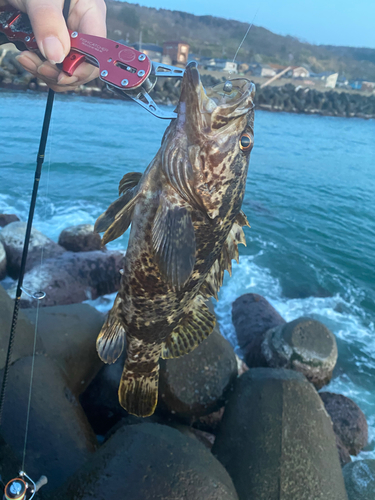 タケノコメバルの釣果