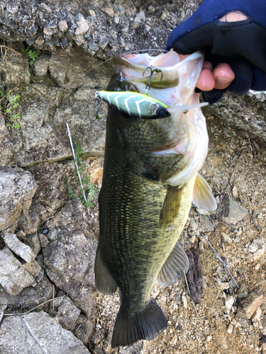 ラージマウスバスの釣果