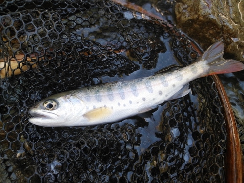 ヤマメの釣果