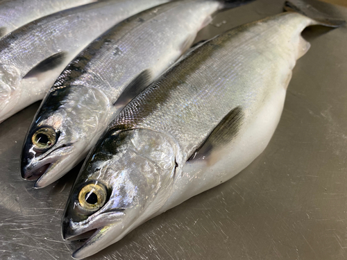 ヒメマスの釣果