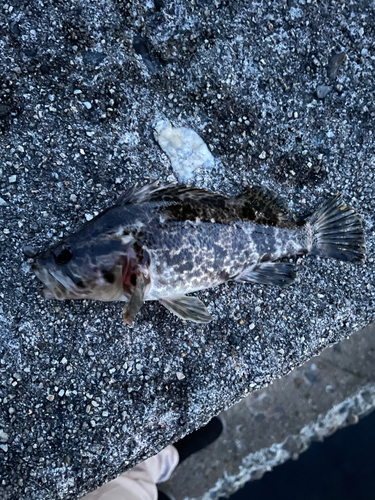 タケノコメバルの釣果