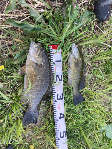 スモールマウスバスの釣果