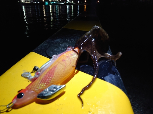 タコの釣果