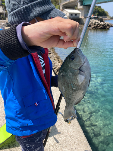 クロの釣果