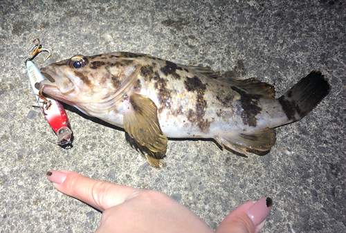 タケノコメバルの釣果