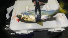 コノシロの釣果