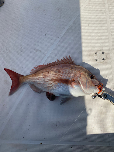 マダイの釣果