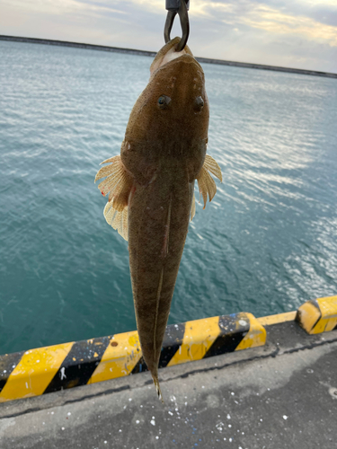 マゴチの釣果