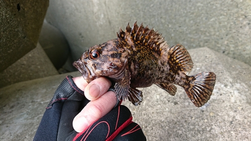 ソイの釣果