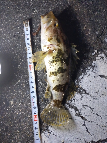 タケノコメバルの釣果