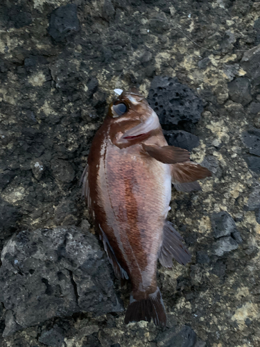 アカメバルの釣果