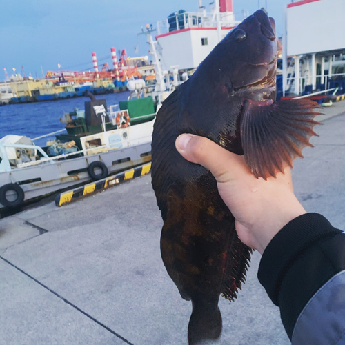 アイナメの釣果