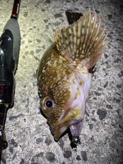 カサゴの釣果