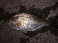 ウミタナゴの釣果