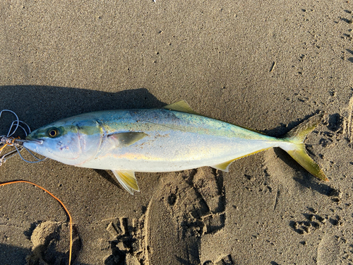 ワラサの釣果