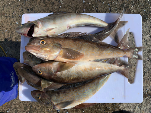 ホッケの釣果