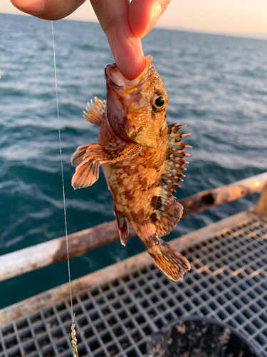 カサゴの釣果