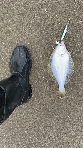 ソゲの釣果