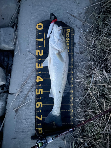 シーバスの釣果