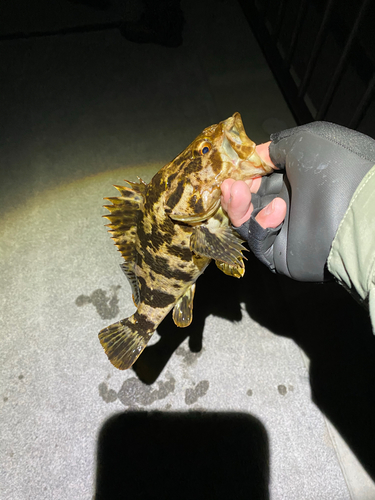 ベッコウゾイの釣果