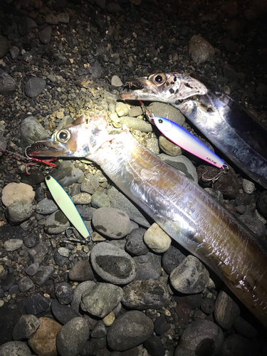 タチウオの釣果