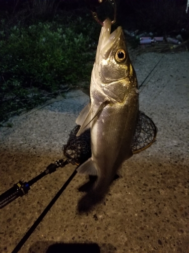 フッコ（マルスズキ）の釣果