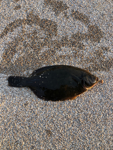 カレイの釣果