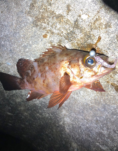 メバルの釣果