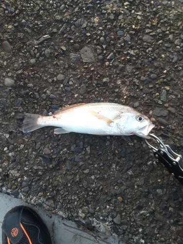 イシモチの釣果