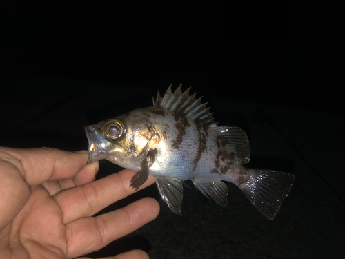 メバルの釣果