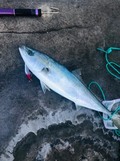 メジロの釣果