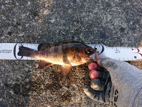 メバルの釣果