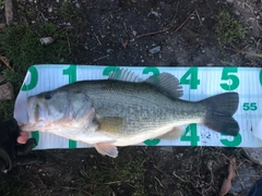 ブラックバスの釣果