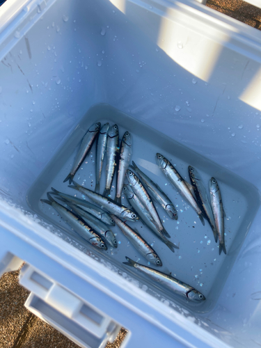 カタクチイワシの釣果