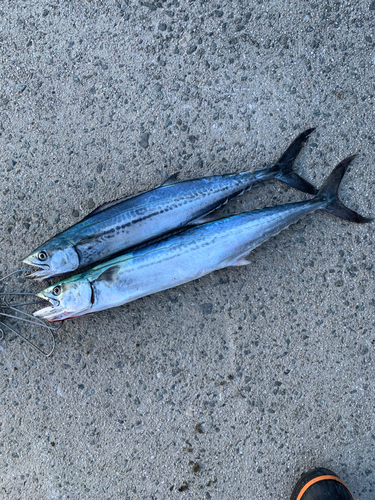 サゴシの釣果