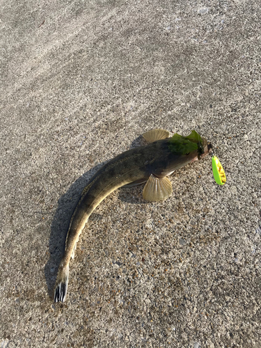 マゴチの釣果