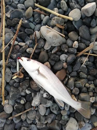 オオニベの釣果