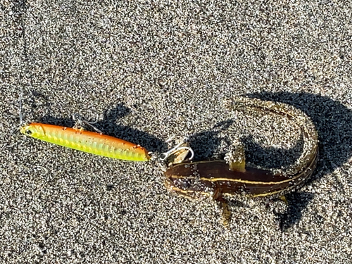 ゴンズイの釣果