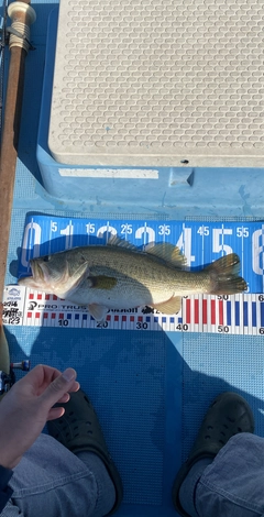 ブラックバスの釣果