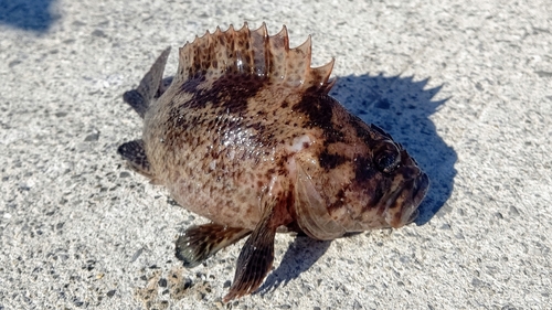 ムラソイの釣果