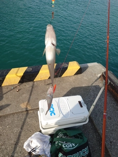 キスの釣果