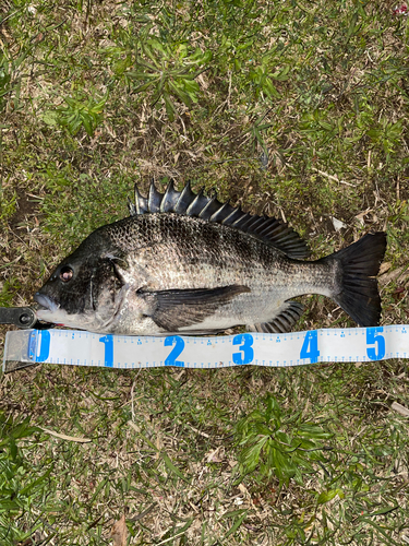 クロダイの釣果