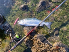 サクラマスの釣果